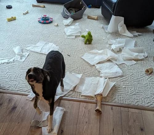 From Zoomies to Zoom Calls: Navigating Remote Work with a Puppy